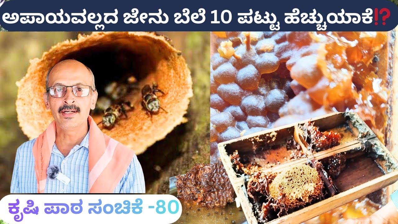ಅಪಾಯವಲ್ಲದ ಜೇನನ್ನು ಉಪಾಯದಲ್ಲಿ ಹೆಚ್ಚು ಮಾಡುವ ವಿಧಾನ‼️ಮನೆಸುತ್ತ 150 ಪೆಟ್ಟಿಗೆ ಜೇನು ಮಹೇಶ್ ಭಟ್ ಪಾಣಾಜೆ ಪುತ್ತೂರು