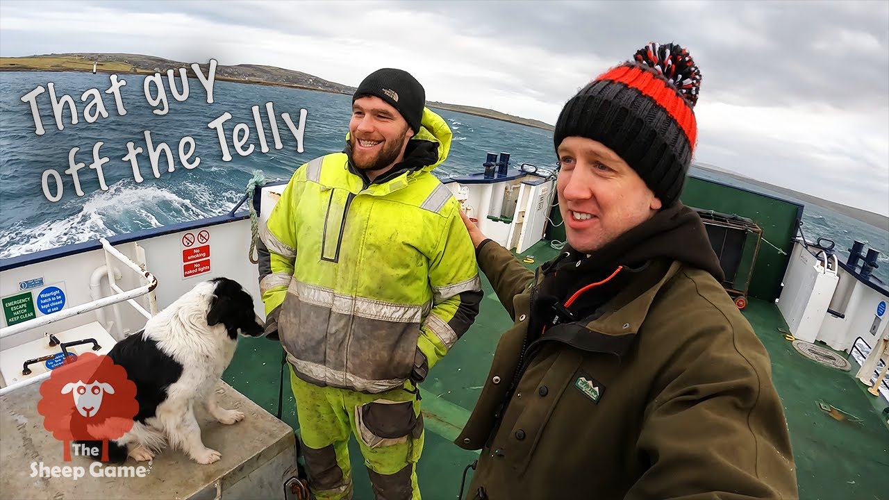 GATHERING SHEEP ON A SMALL SCOTTISH ISLAND