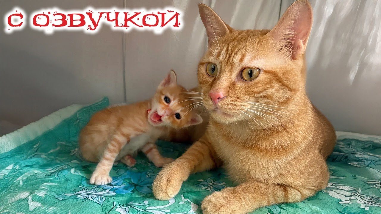 Приколы с котами! - С ОЗВУЧКОЙ! - Смешные коты! Самые смешные животные!