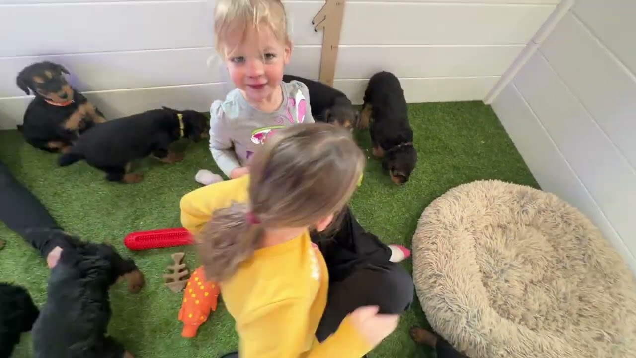 Mia-Caesar 12/19/25 Airedale puppies 6 weeks PART 2