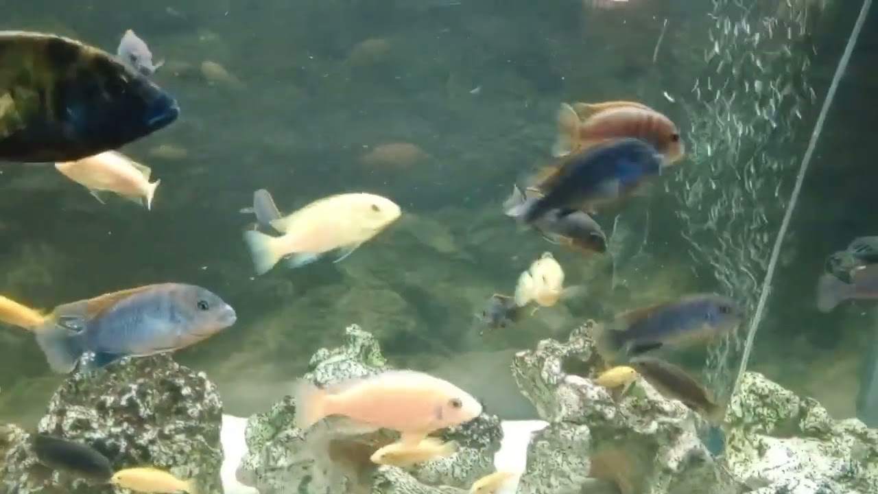2 African cichlid