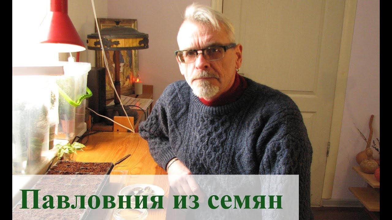Павловния из семян