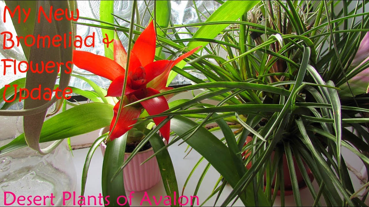 My beautiful NEW Bromeliad Guzmania lingulata 'Scarlet Star' & Bromeliad Update | Tillandsia
