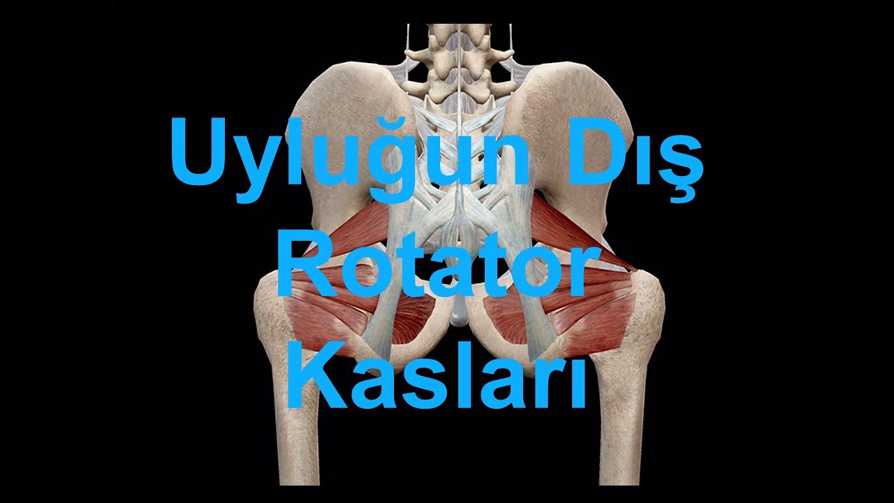 Внешние вращательные мышцы бедра YAYDAR