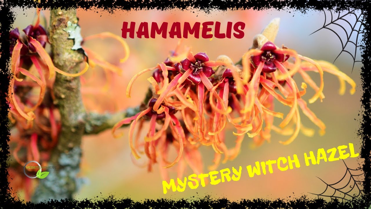 Hamamelis, le noisetier des sorcières, floraison d'hiver parfumé #hamamélis