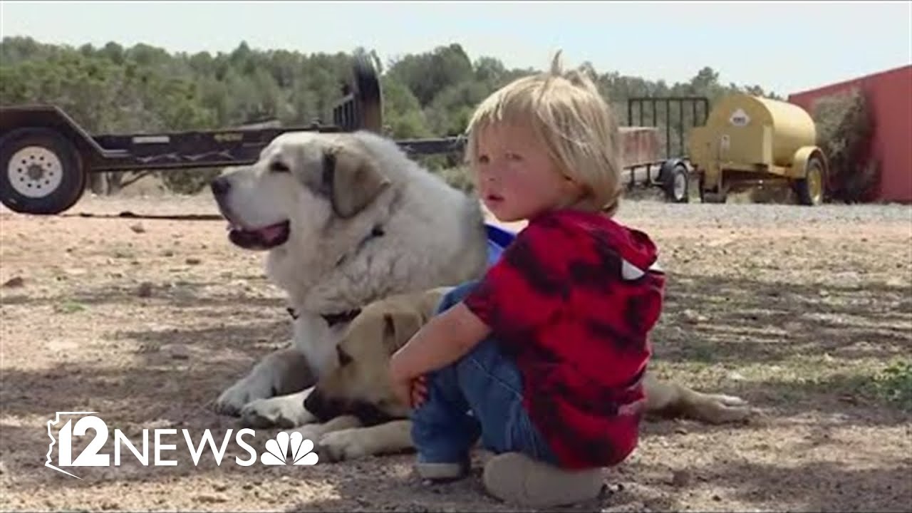 Toddler who wandered 7 miles in the wilderness reunited with dog that found him