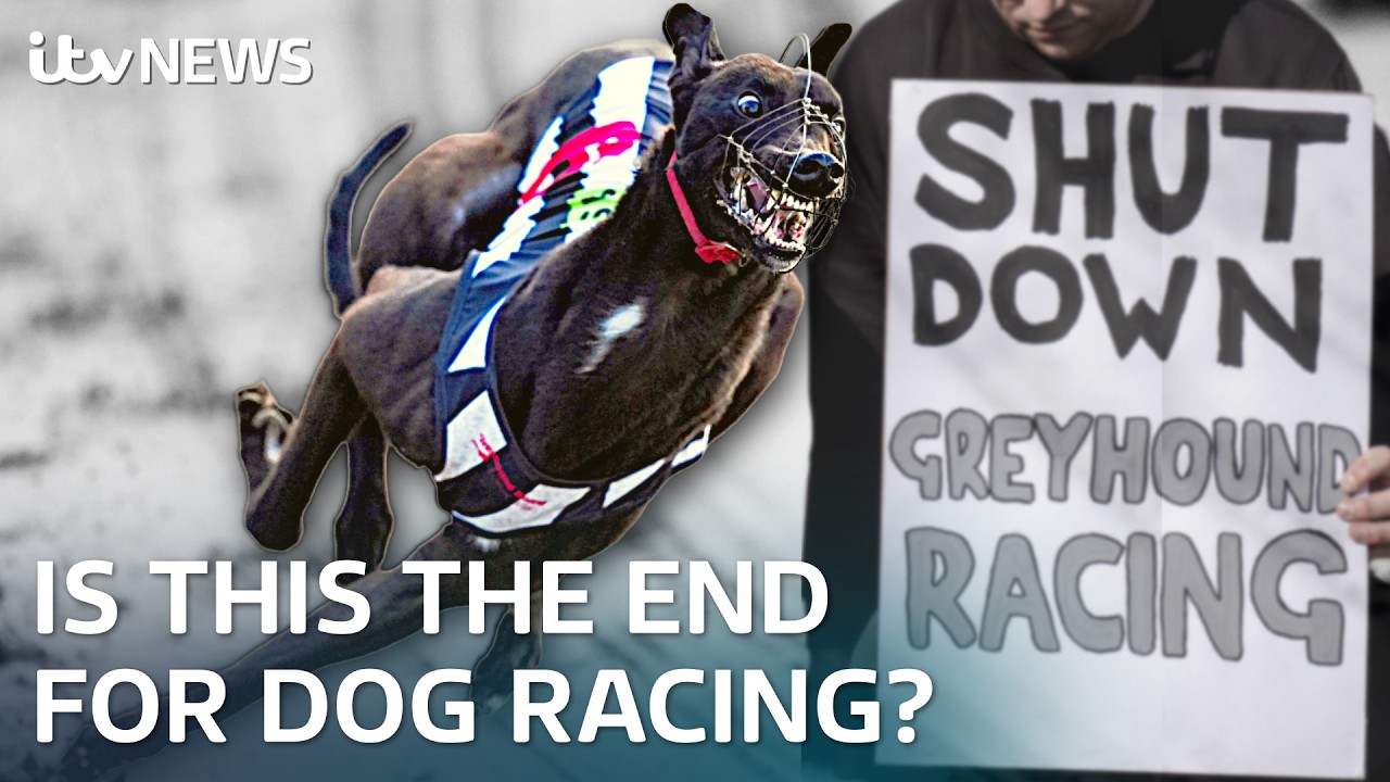 Will greyhound racing be banned in the UK?
