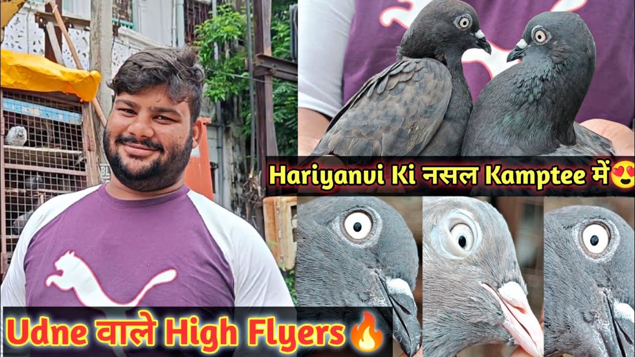 Haryanvi Ki Nasal Kamptee Mein😍 | High Flyer Pigeons | Aniruddha Alone