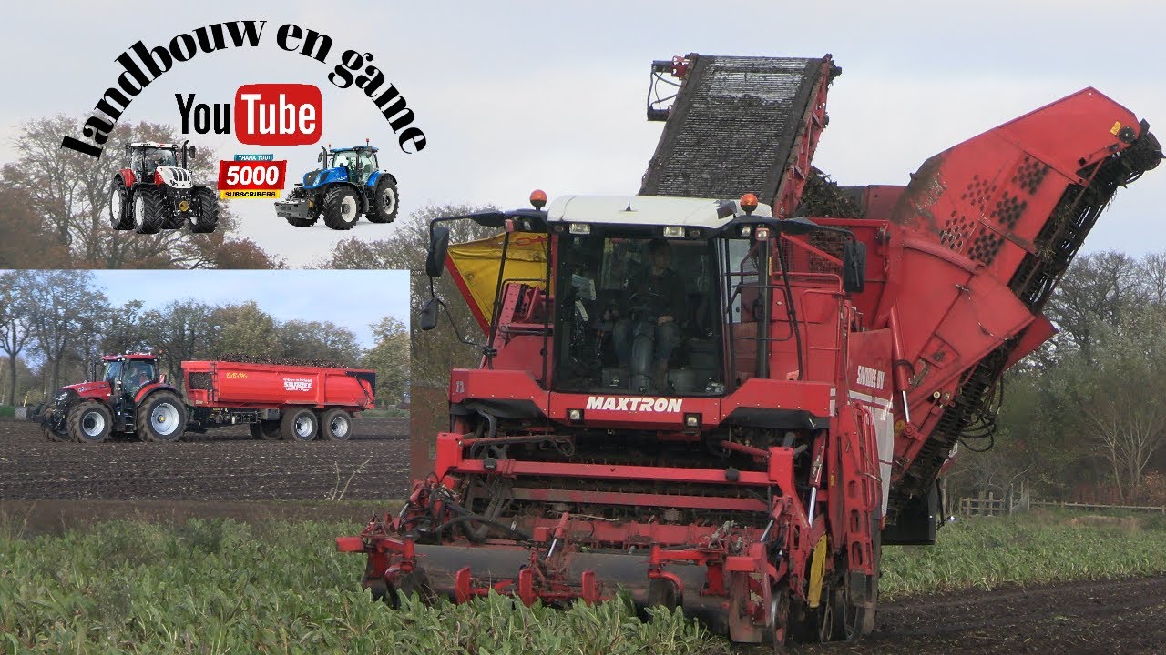 Grimme Maxtron 620 cichorei wortels rooien loonbedrijf Sandee Onstwedde #oostgroningen