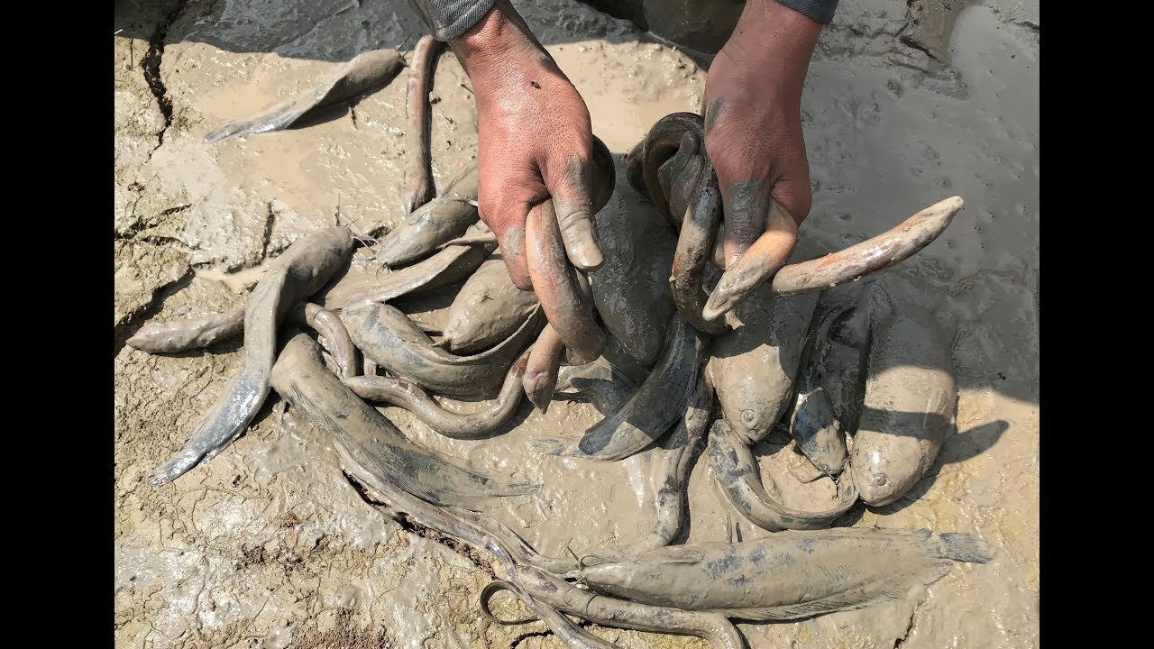 Fishing Field | Catching Eels and a lot of fish under Mud Water | Fishing Muddy