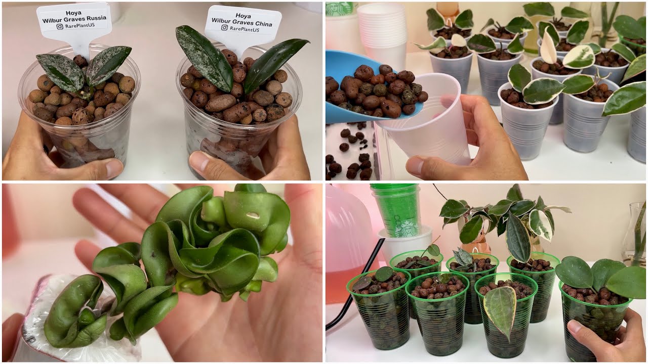 #141 : Grow and Collect Hoya Plants in the Cheapest Way + My New Timelapse Camera ATLI EON
