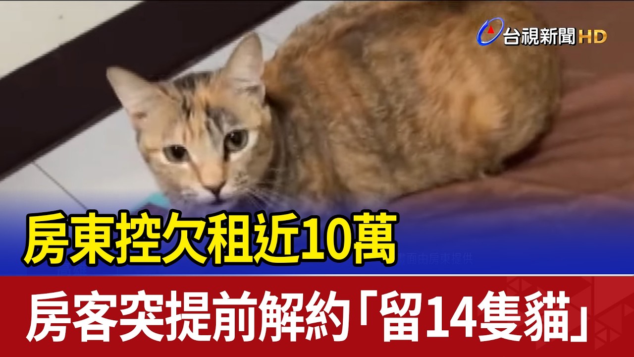 房東控欠租近10萬 房客突提前解約「留14隻貓」