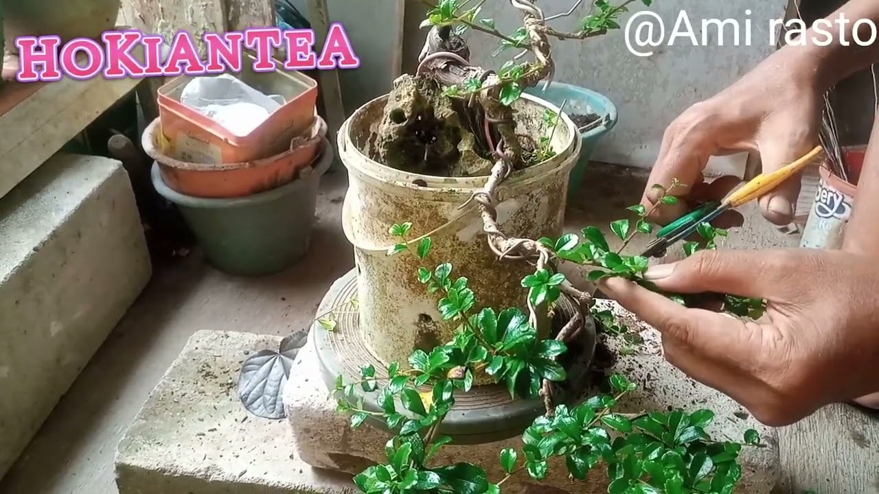 Hokiantea dengan batang separo tahap perawatan total