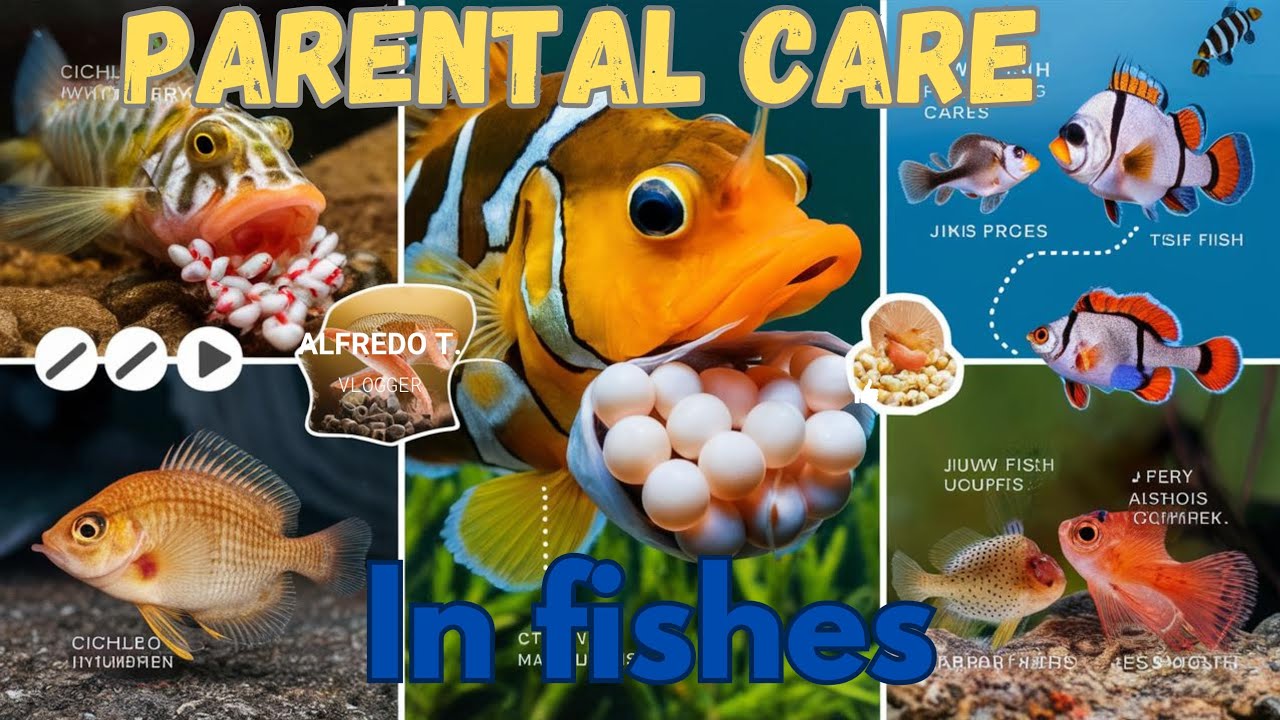 parental care in fishes