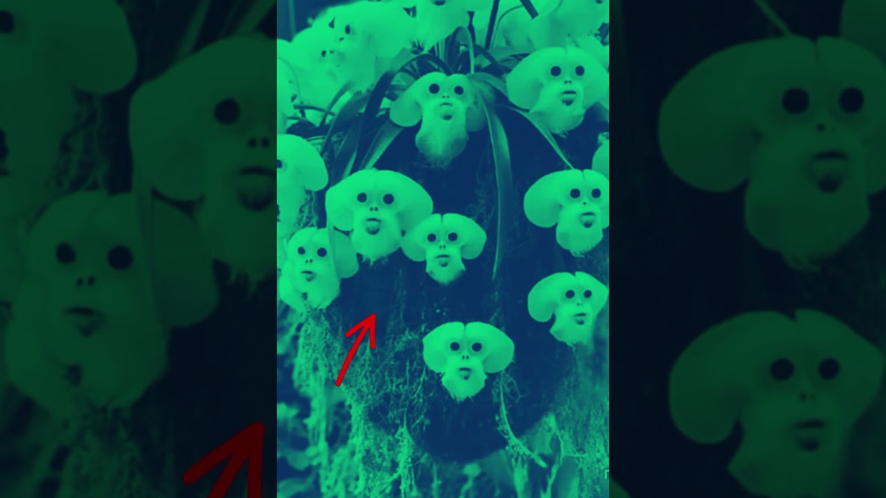#edit #animals #usa