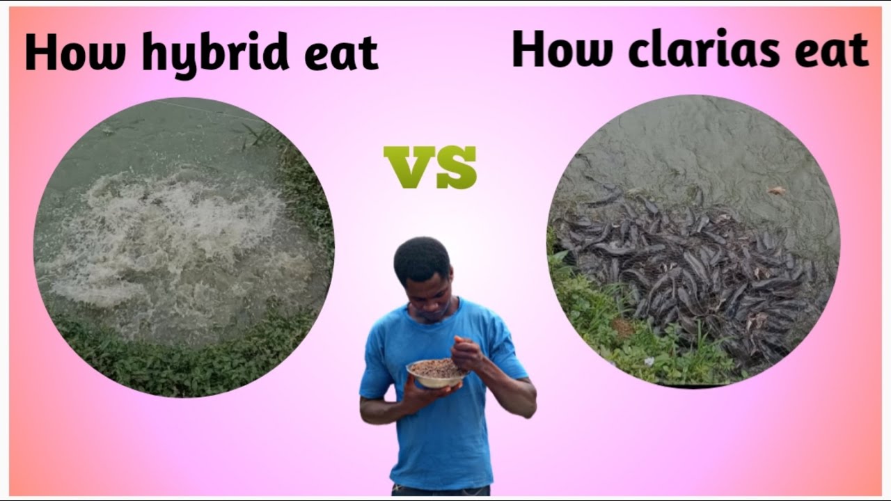 How hybrid eat Vs how clarias eat || Catfish farming in Nigeria