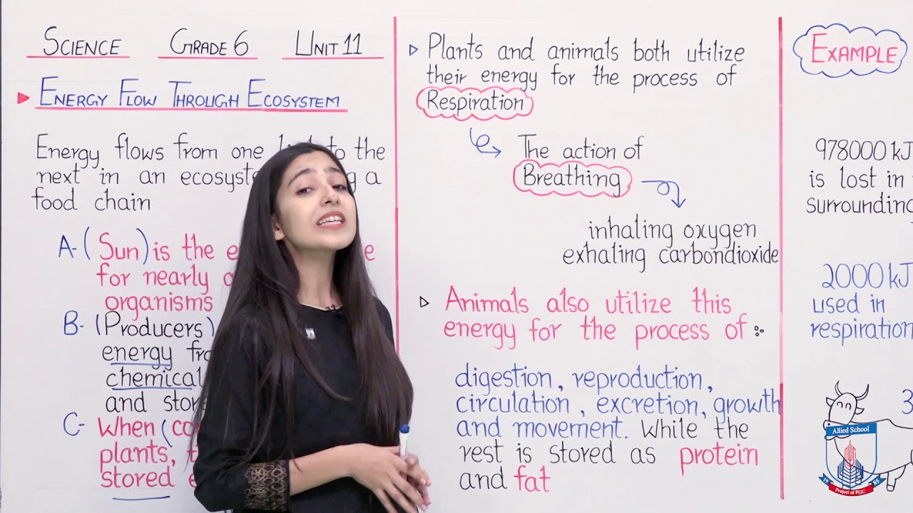 Class 6 - Science - Chapter 11 - Lecture 56 Energy flow through ecosystem - Allied Schools