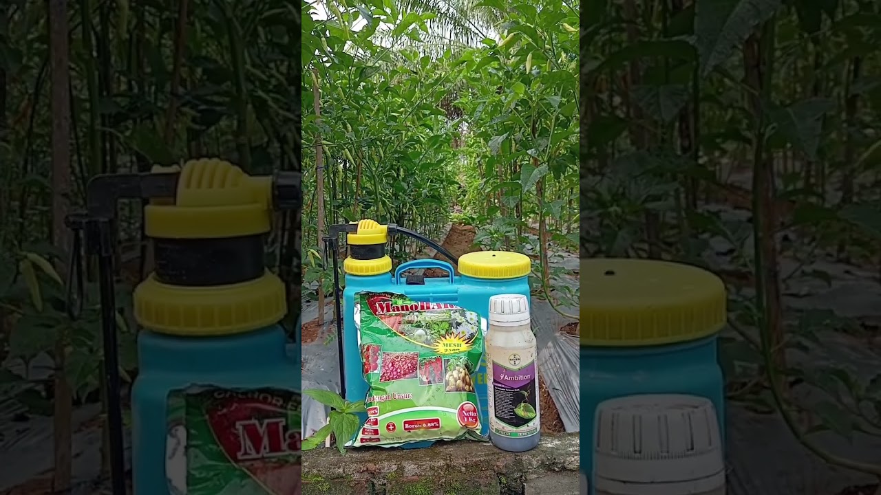 kalsium karbonat + asam amino. #petani # petanicabe #kalsium #asamamino #sharing #edukasi