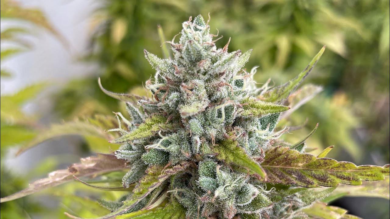 Vevor Bowl Trimmer for Cannabis. Here is some outdoor Ethos Genetics Colin OG RBX.