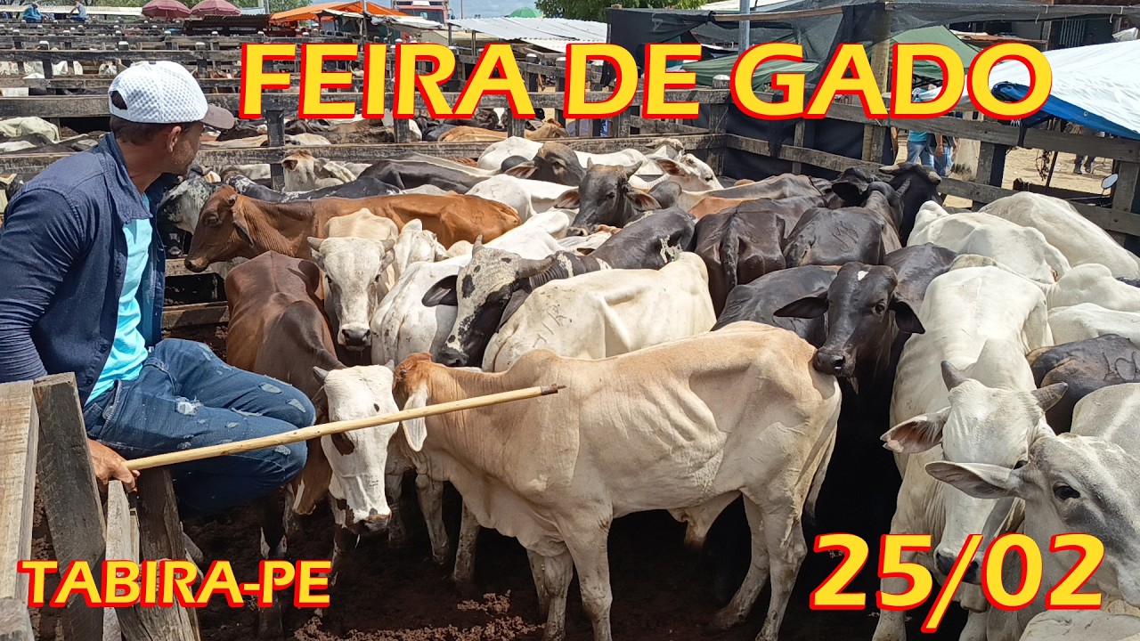 Currais da feira de gado de Tabira-PE (25/02/26)