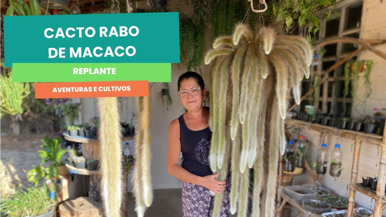 Replantando Cacto Rabo de Macaco Matriz: Guia Fácil Passo a Passo