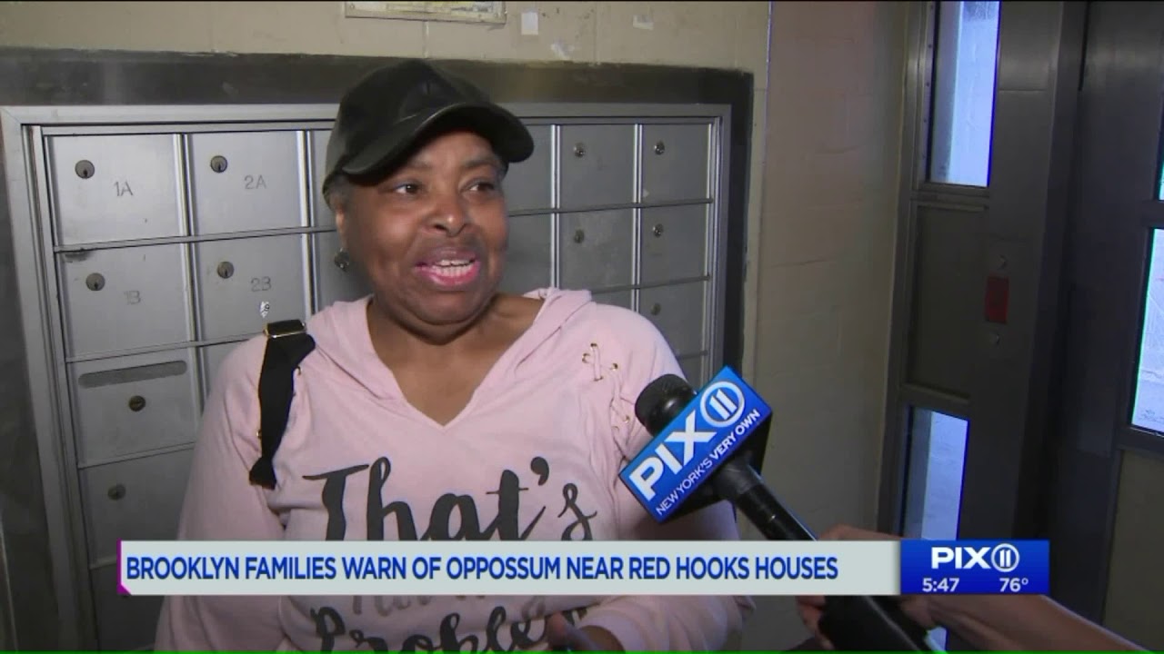 Families warn of oppossums near Red Hook houses
