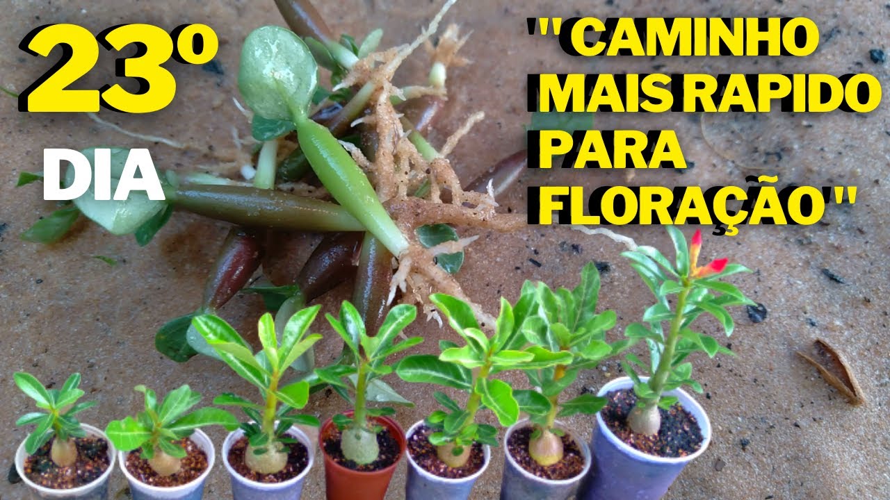 ROSA DO DESERTO FLORESCENDO COMO VOCÊ NUNCA VIU ANTES
