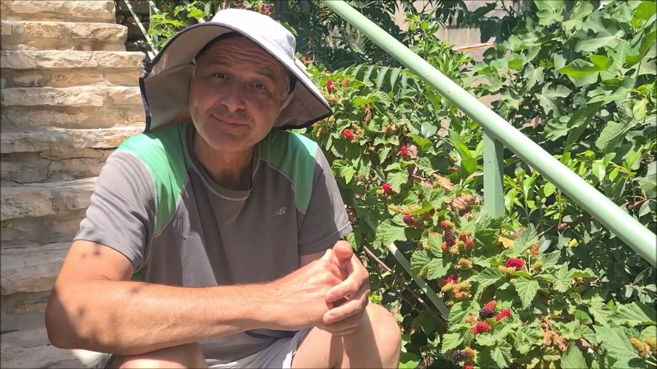 צמח השבוע- בין פטל לאוסנה