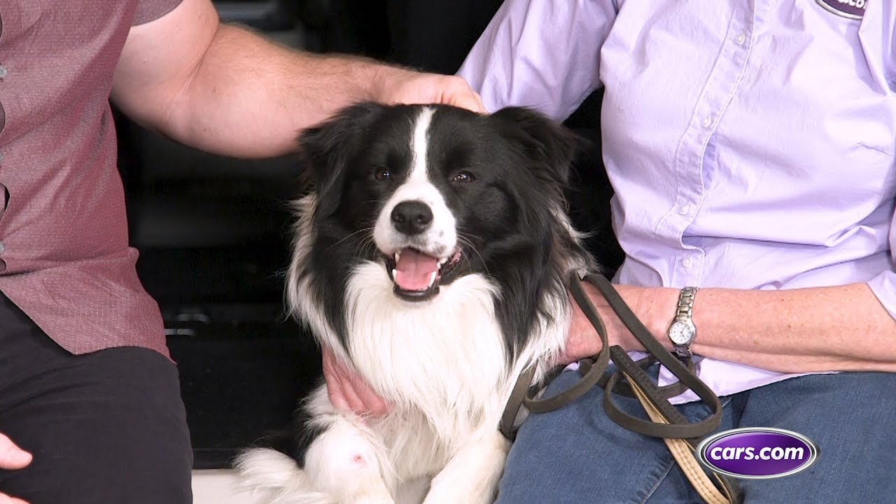 How to Travel with a Dog in the Car