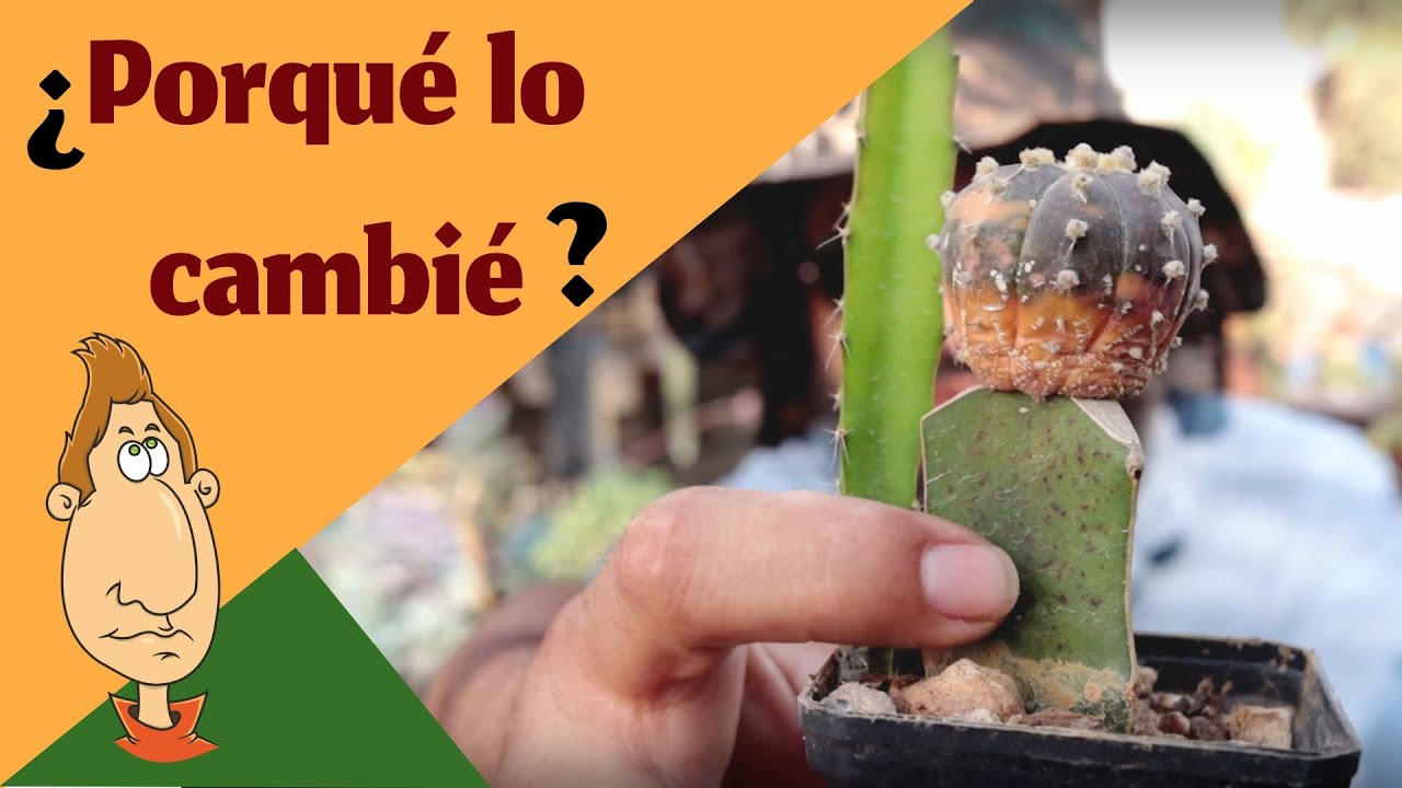 Re injerto de cactus Astrophytum asterias nishiki