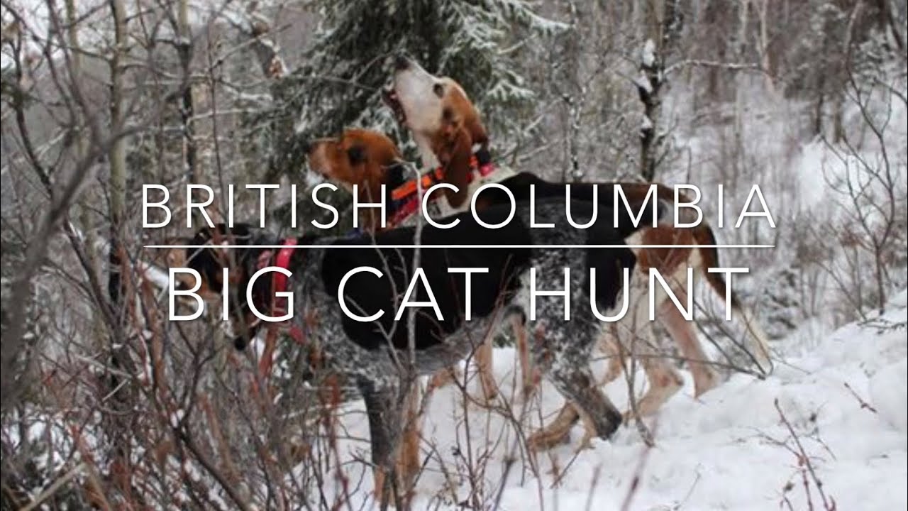 British Columbia Mountain Lion Catch & Release