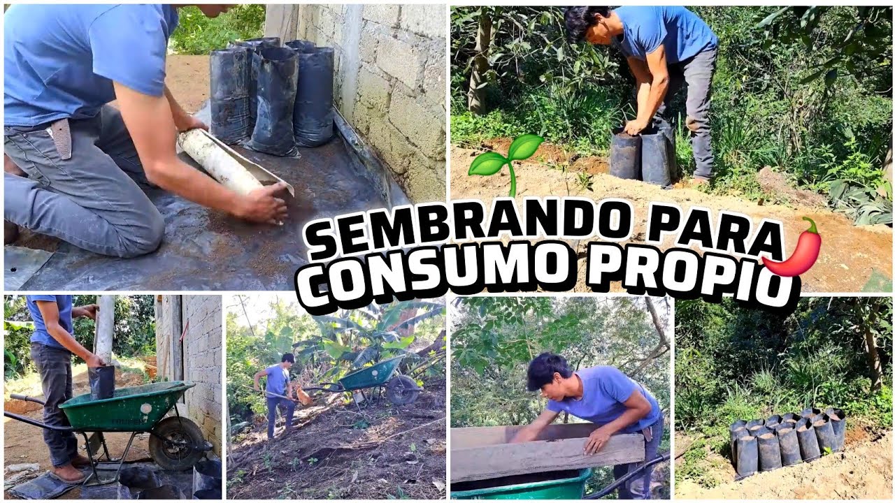 SEMBRANDO MIS PROPIOS ALIMENTOS ✅️ Asi lo Hago ✨️