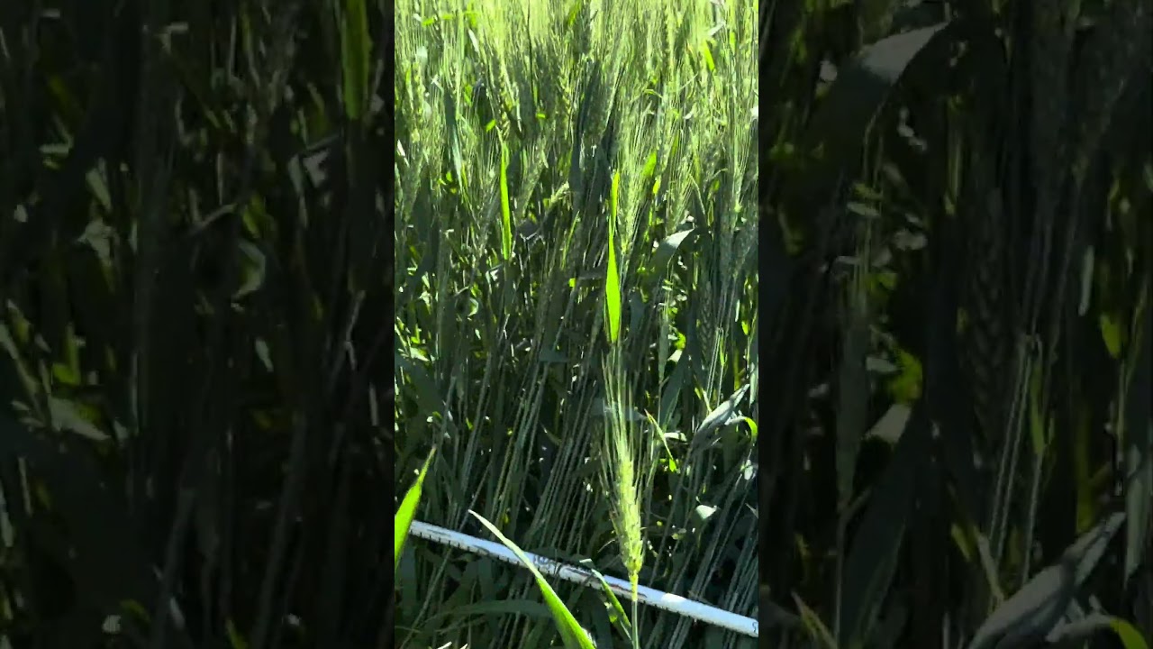NOVO! Variedade de trigo sadio. VEJA A PARCELA 
