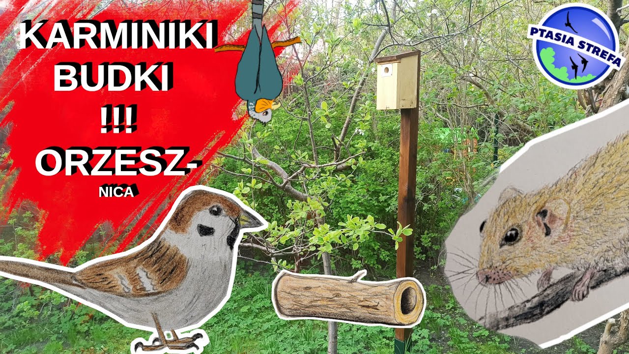 Wywalają ziarno z karmnika ! i inne komentarze widzów