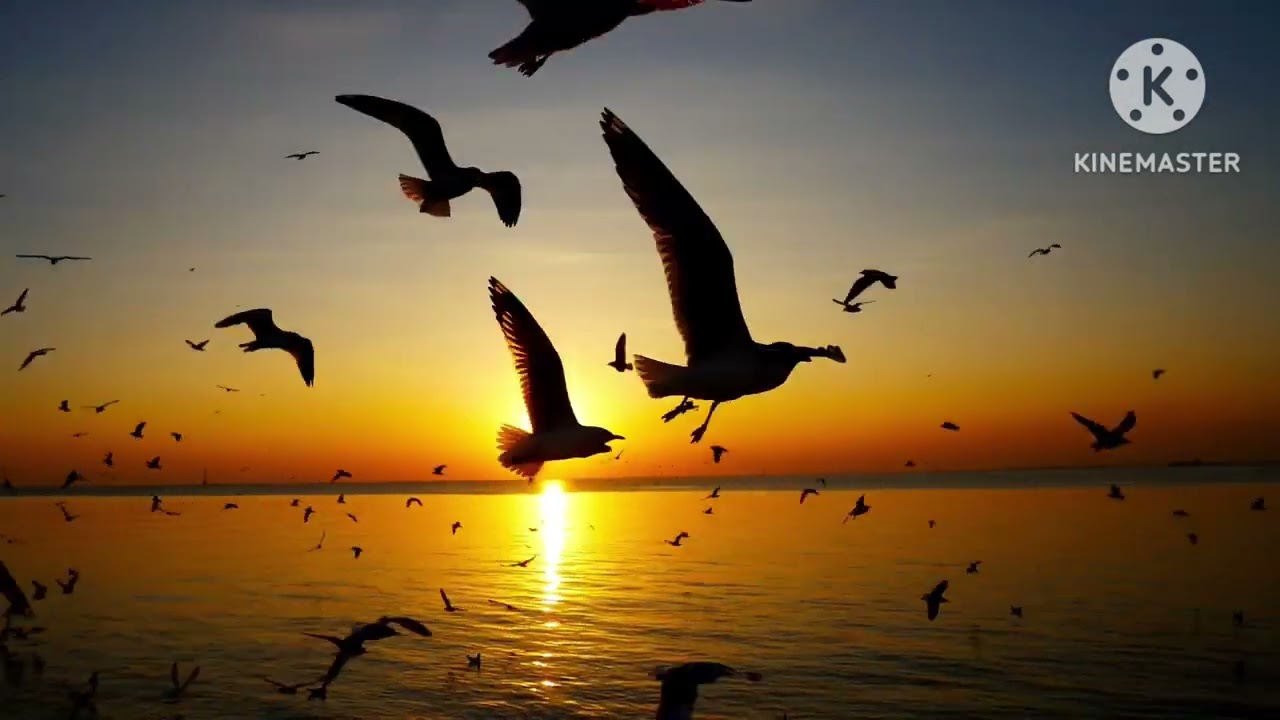 Aa! Ennil Nooru Vaayum Naavum (With lyrics in my Description Box )