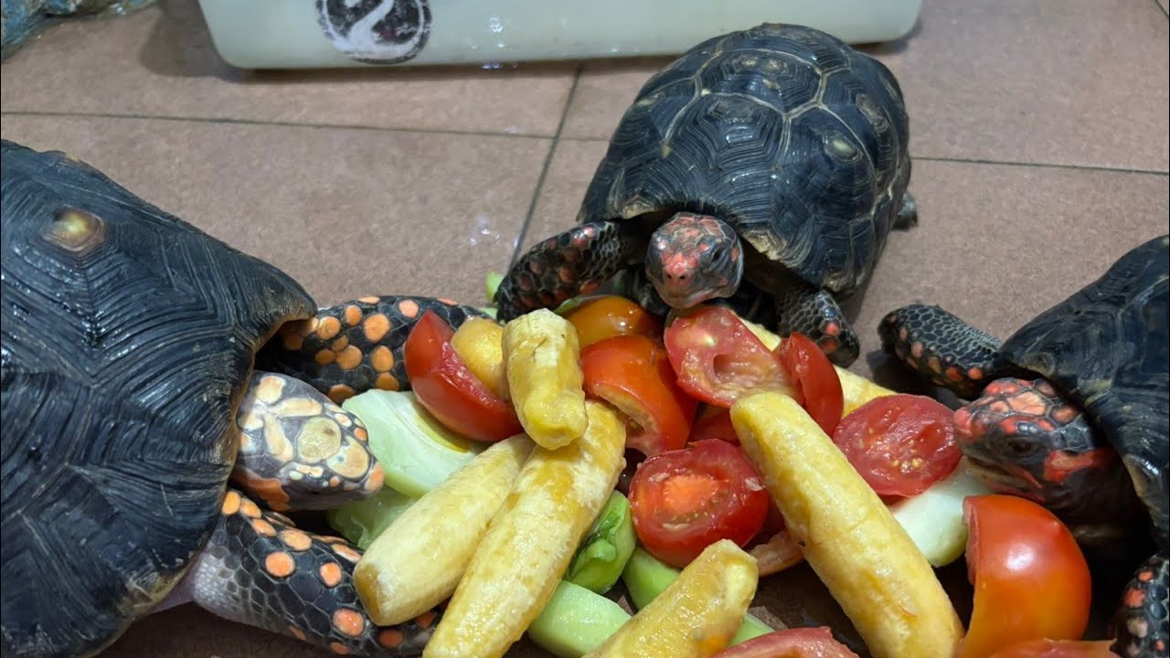 Kita Lanjut Sampai Sahur Aktivitas Kura-kuranya 🥬🥕🐢| Live Santai dan Pengantar Tidur