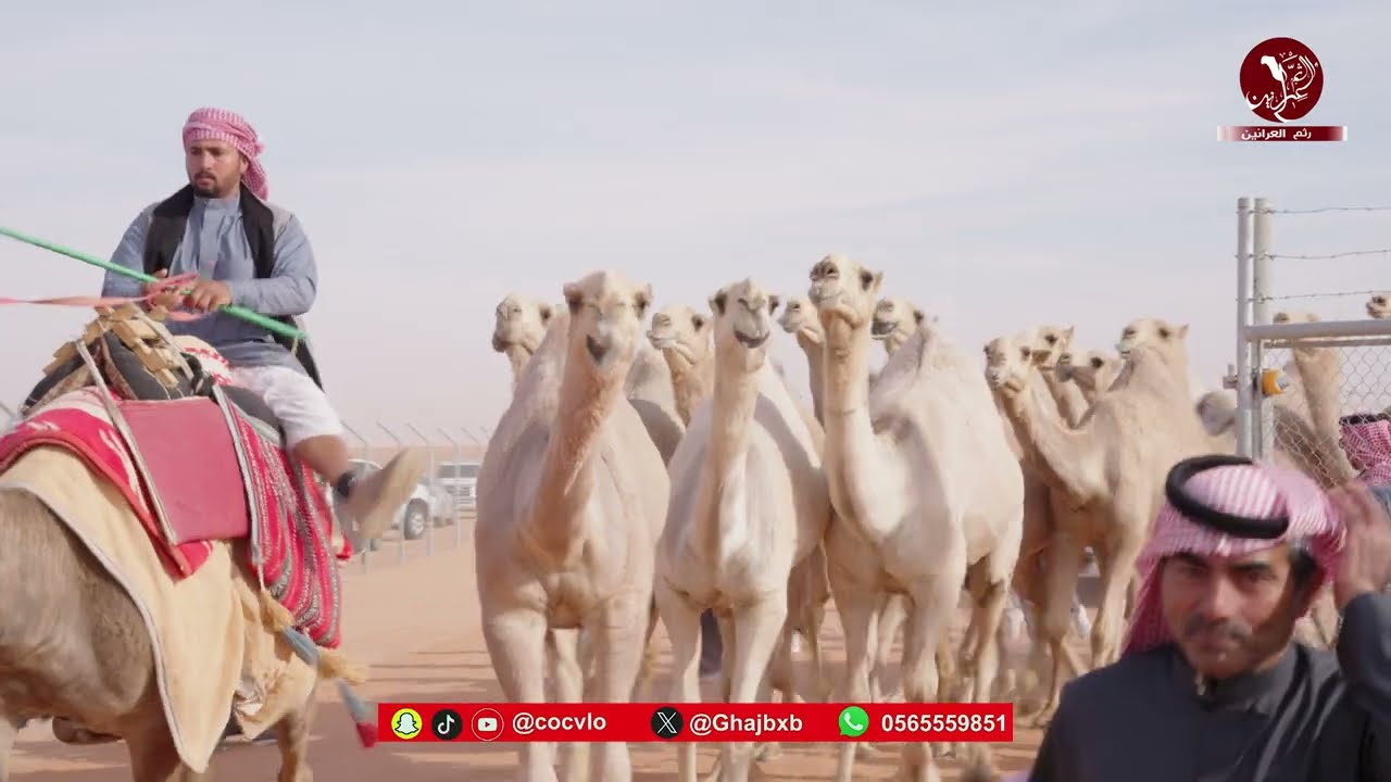 مسيرة شقح المملكه مشبب فياض الحراجين