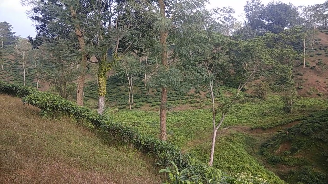 Picnic Ranibari tea garden 2017