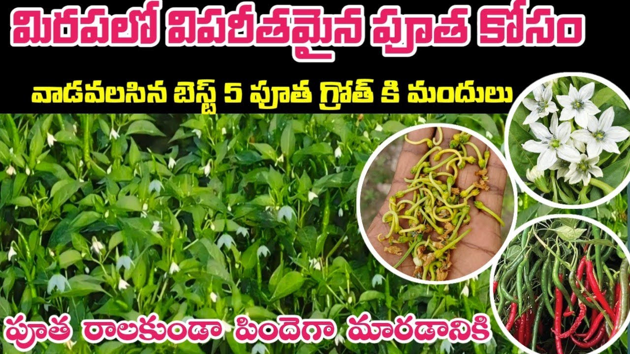 మిరపలో విపరీతమైన పూత కాత కోసం బెస్ట్ మందులు పుత రాలకుండా  #harshafarming #agriculture #chillicrop 
