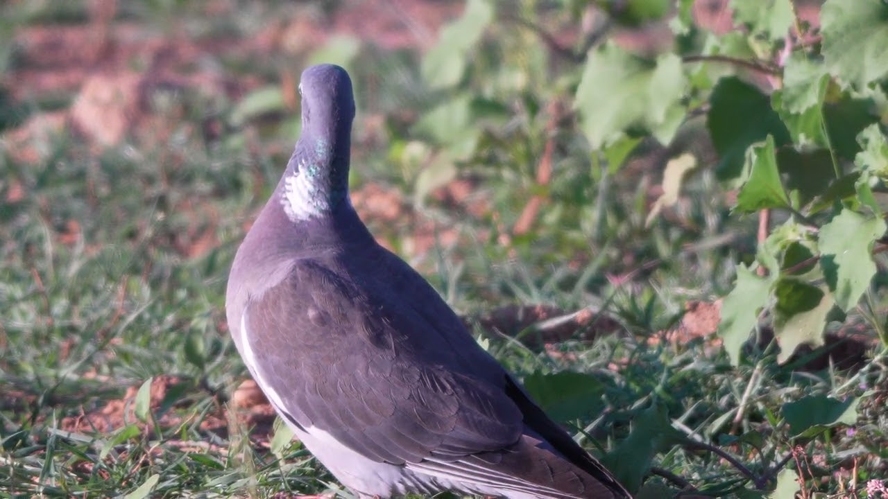 TORCAZ MASTICAORA