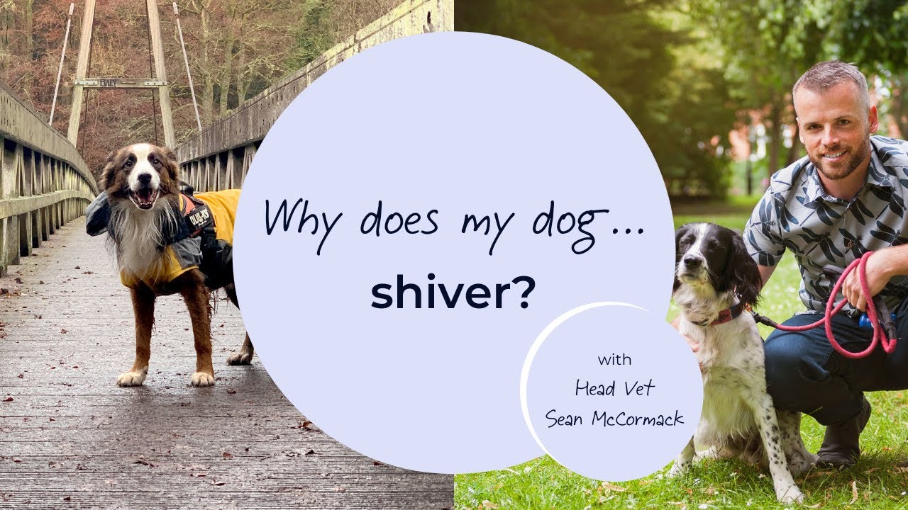 Why does my dog shiver?