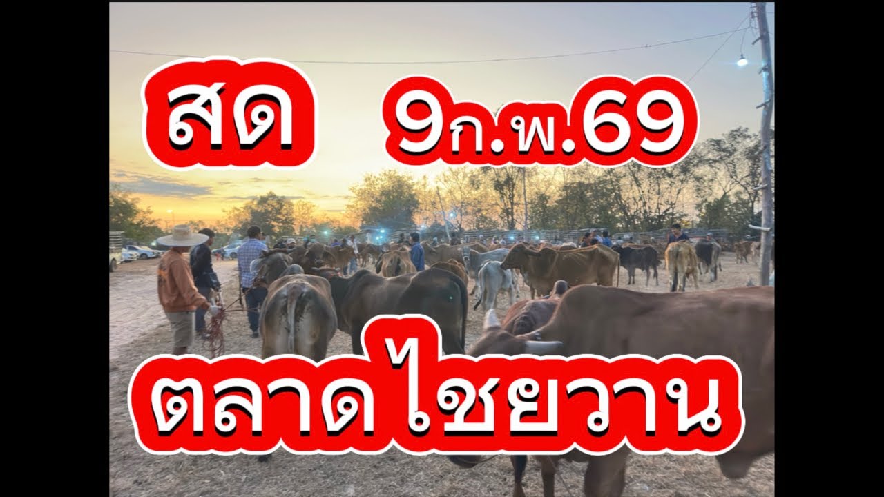 ชมบรรยากาศตลาดนัดโคกระบือไชยวาน อ.ไชยวาน จ.อุดร #ราคาวัววันนี้ 9/2/69