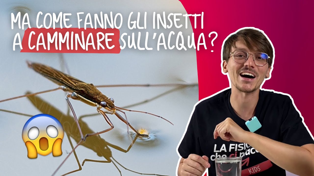 Ma come fanno gli INSETTI a camminare sull'ACQUA? 😅 \ La fisica che ci piace KIDS