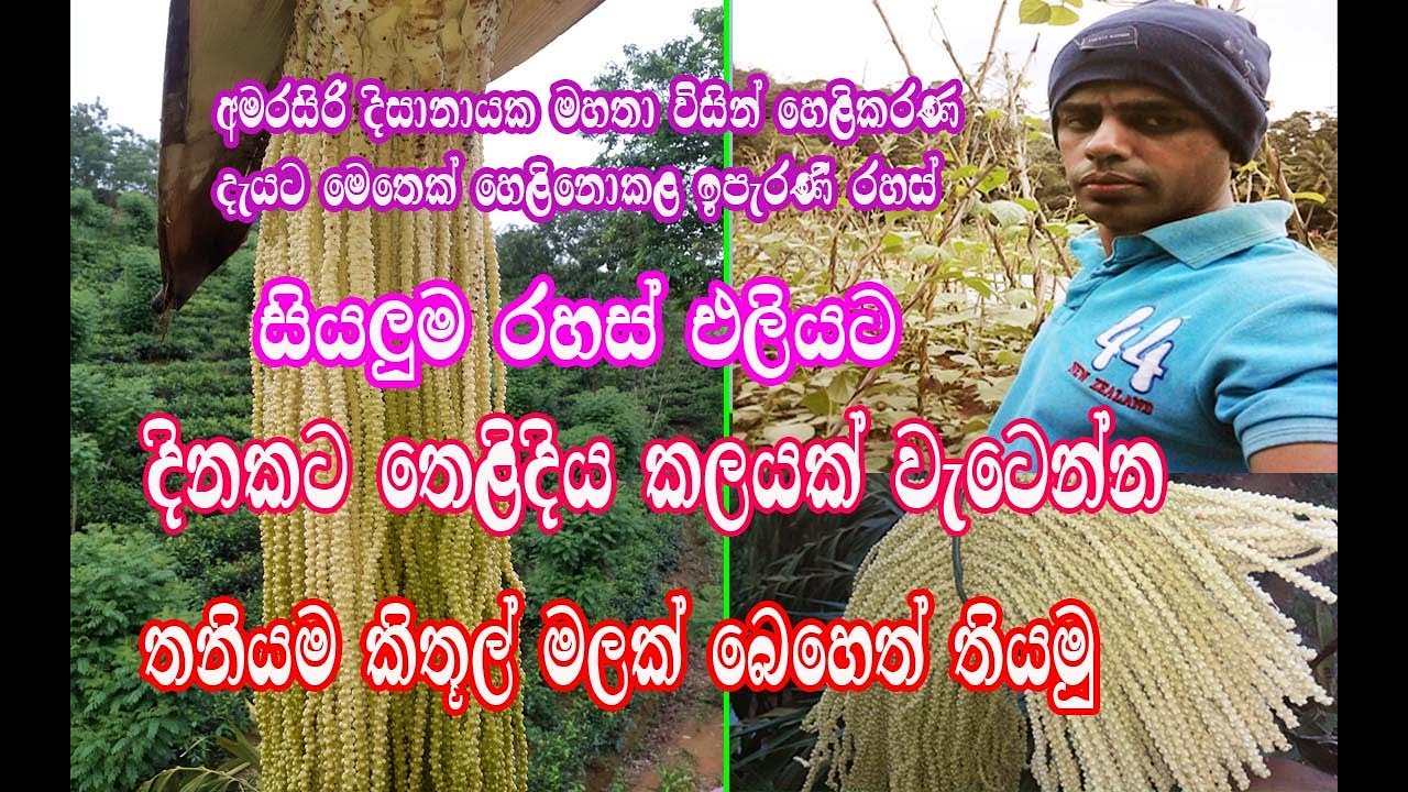 How to make kithul flower | kithul mal kapima | කිතුල් මල් කැපීම | Rauma wate