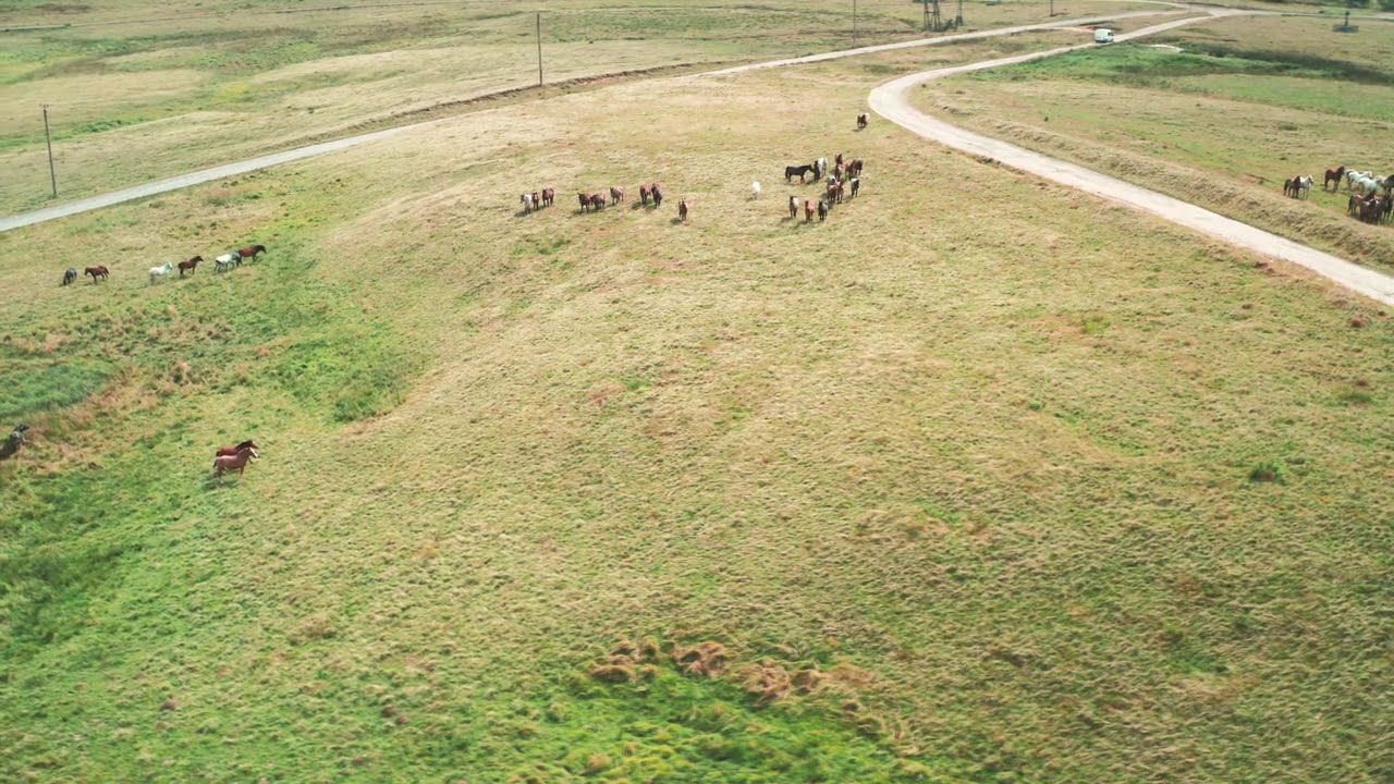 Horse Sound Effect 1 Hour, Animal Sound