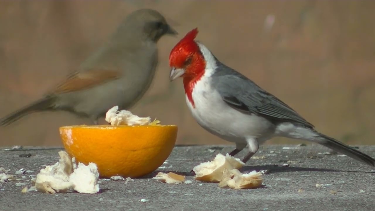 La vida del Cardenal copete rojo Paroaria coronata Esperanza Santa Fe Argentina 2026Sin título