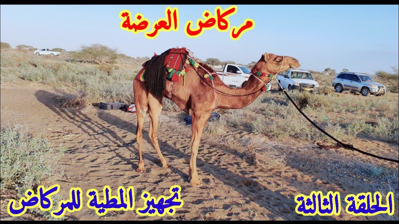 تجهيز الناقة لمركاض العرضة مع احمد بن سعيد البادي.