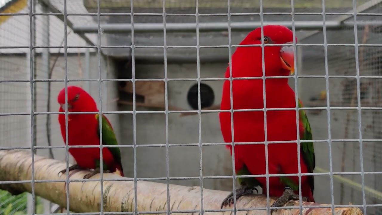 Chattering Lory   (Lorius garrulus)