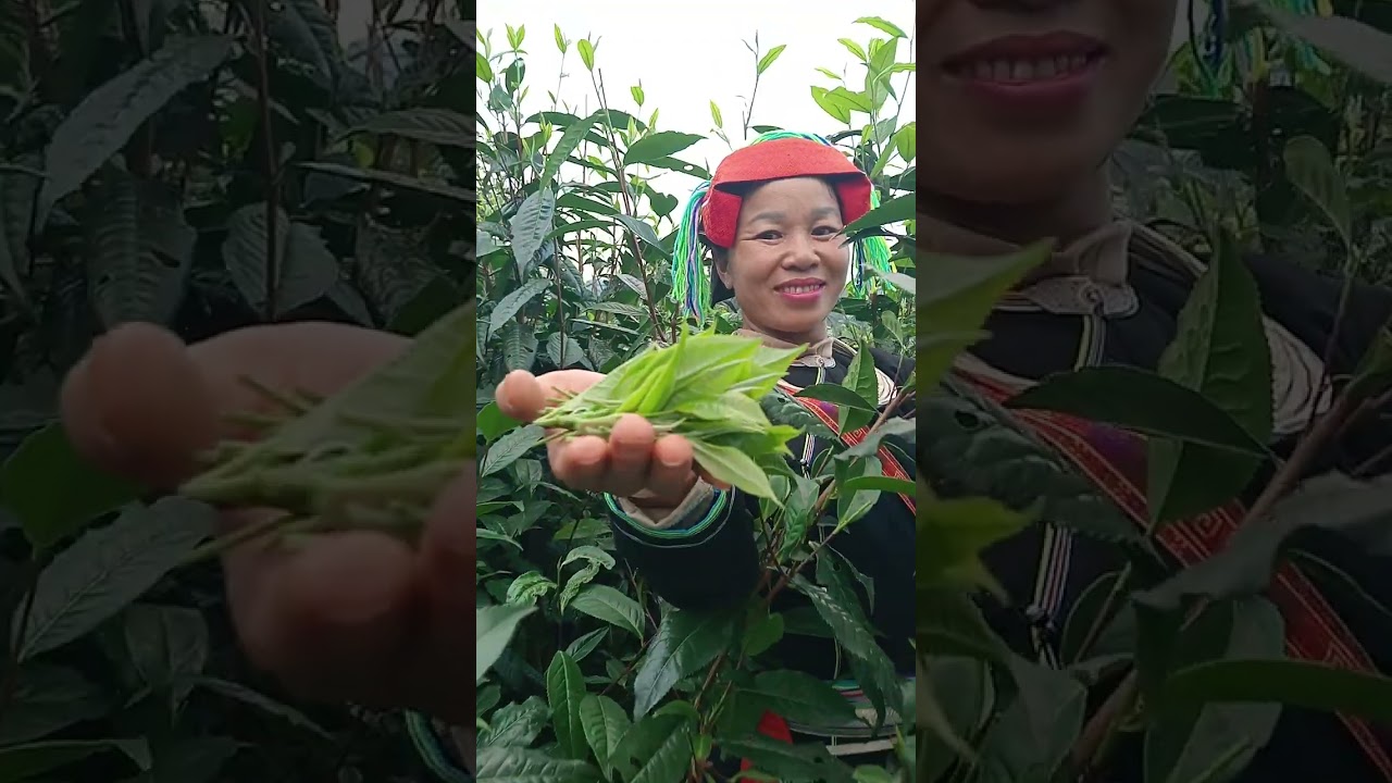 Công việc đi hái chè của người dân tộc dao áo dài 