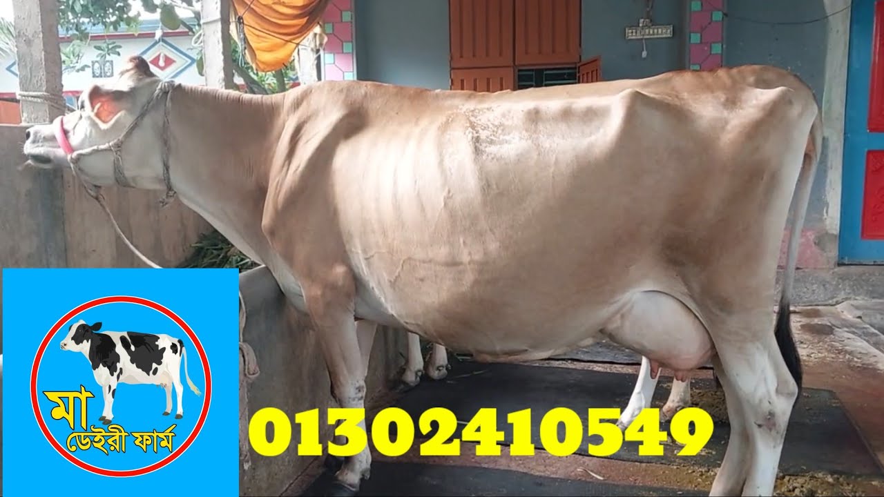 অরজিনাল জার্মান থেকে ইনপোট করা জার্সি  মু্ন্ডি ১০০% গাভী বিক্রি করা হবে। মোবাঃ ০১৩০২৪১০৫৪৯ ইমো